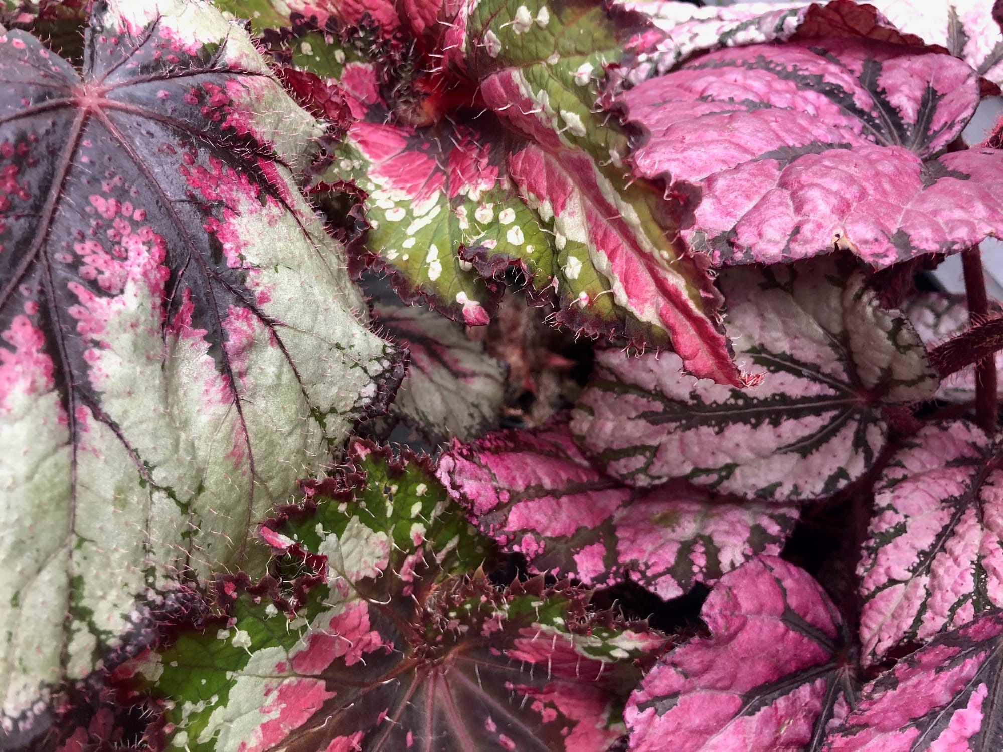 How to Grow a Healthy Begonia Rex!