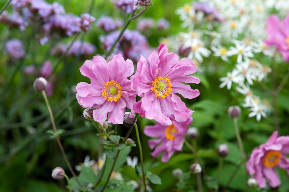 How to Grow Japanese Anemones | BBC Gardeners World Magazine