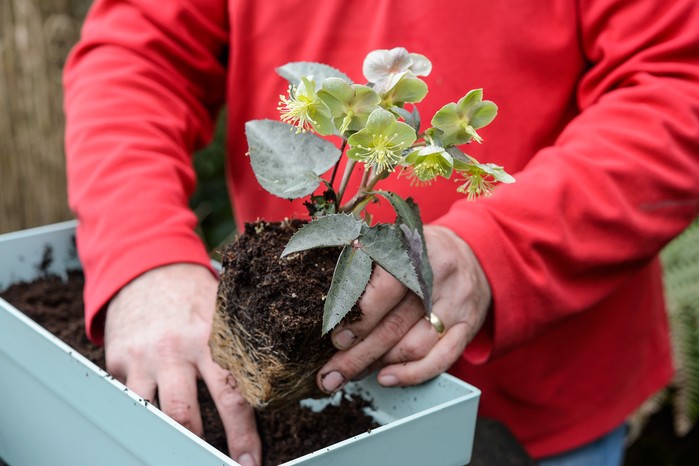 Hellebore: Plant, Grow and Care for Hellebores | BBC Gardeners World  Magazine