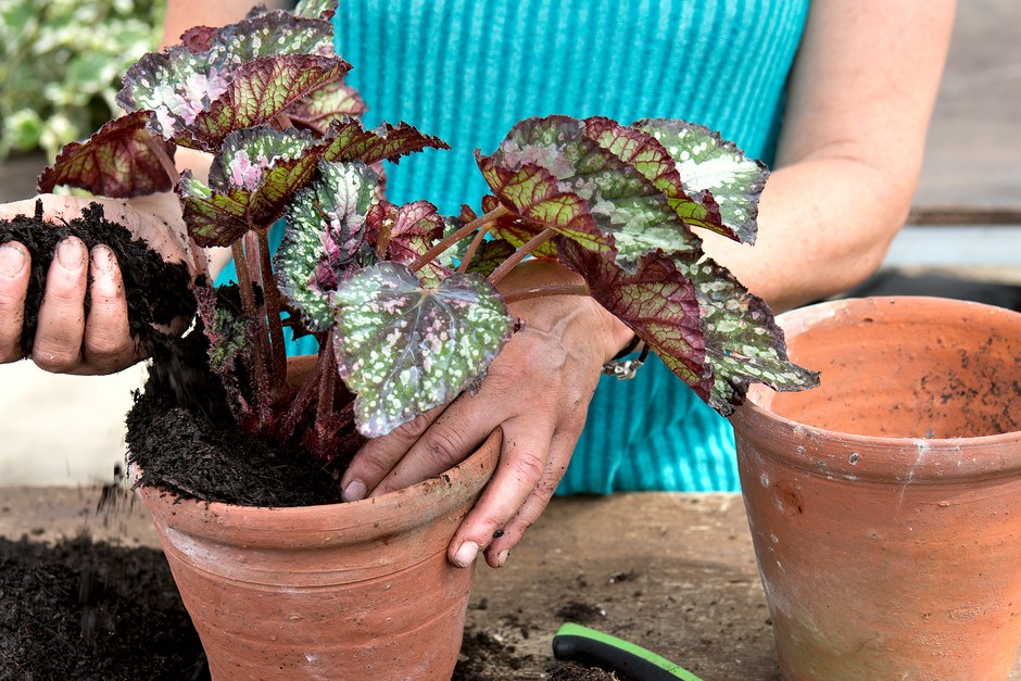 How to Divide Rex Begonias | BBC Gardeners World Magazine