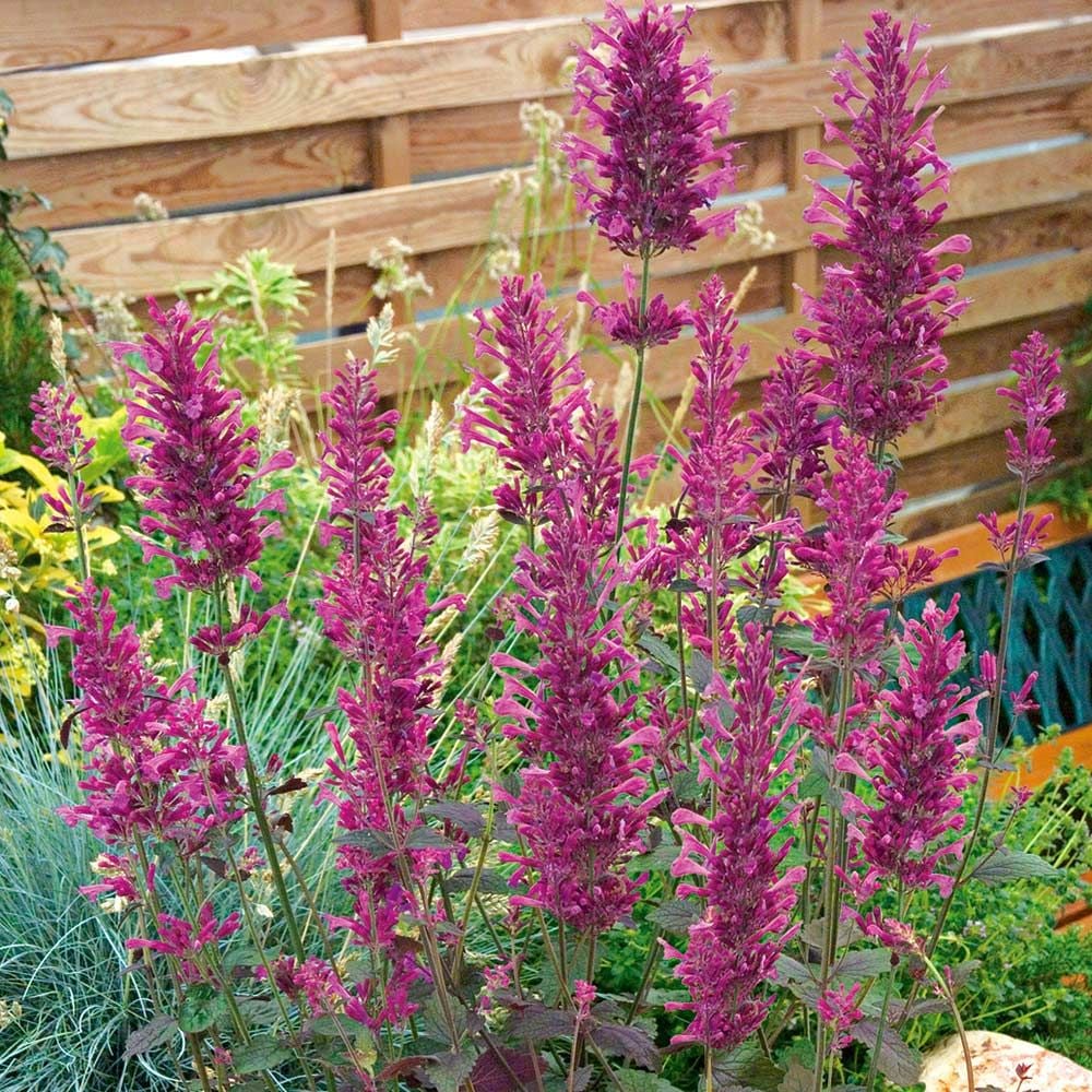 Agastache 'Bolero' | White Flower Farm