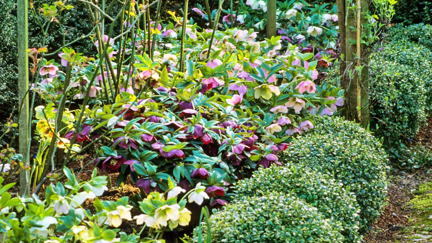 How to grow hellebores