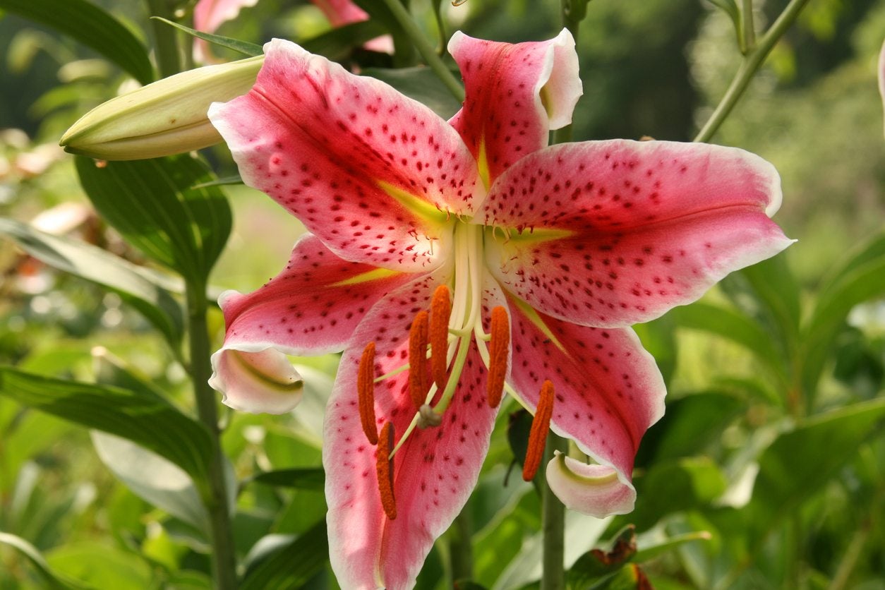 What Is An Oriental Lily: Learn About Growing Oriental Lily Plants |  Gardening Know How