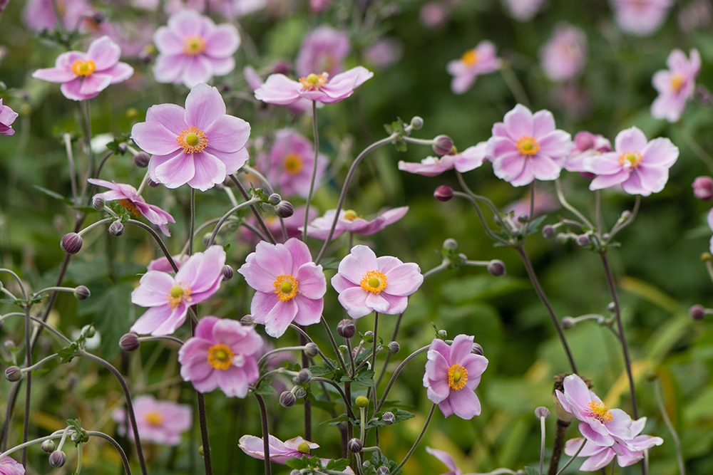 13 Stunning Anemone Varieties to Plant in October for Year-Round Beauty