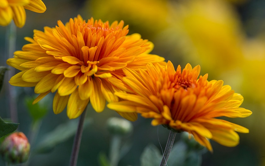 Chrysanthemums | Autumnal Blooms | The English Garden