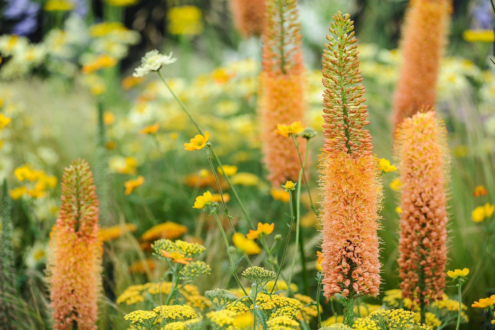 How to Grow Foxtail Lilies (Eremurus) | BBC Gardeners World Magazine