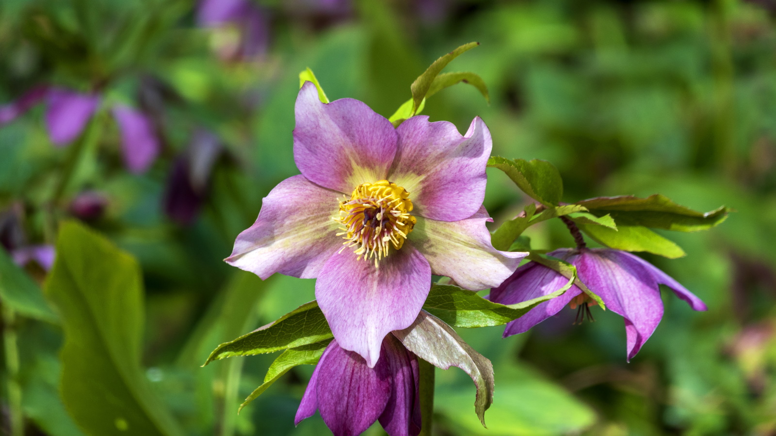 How and when to fertilize hellebores: for healthy plants | Homes & Gardens