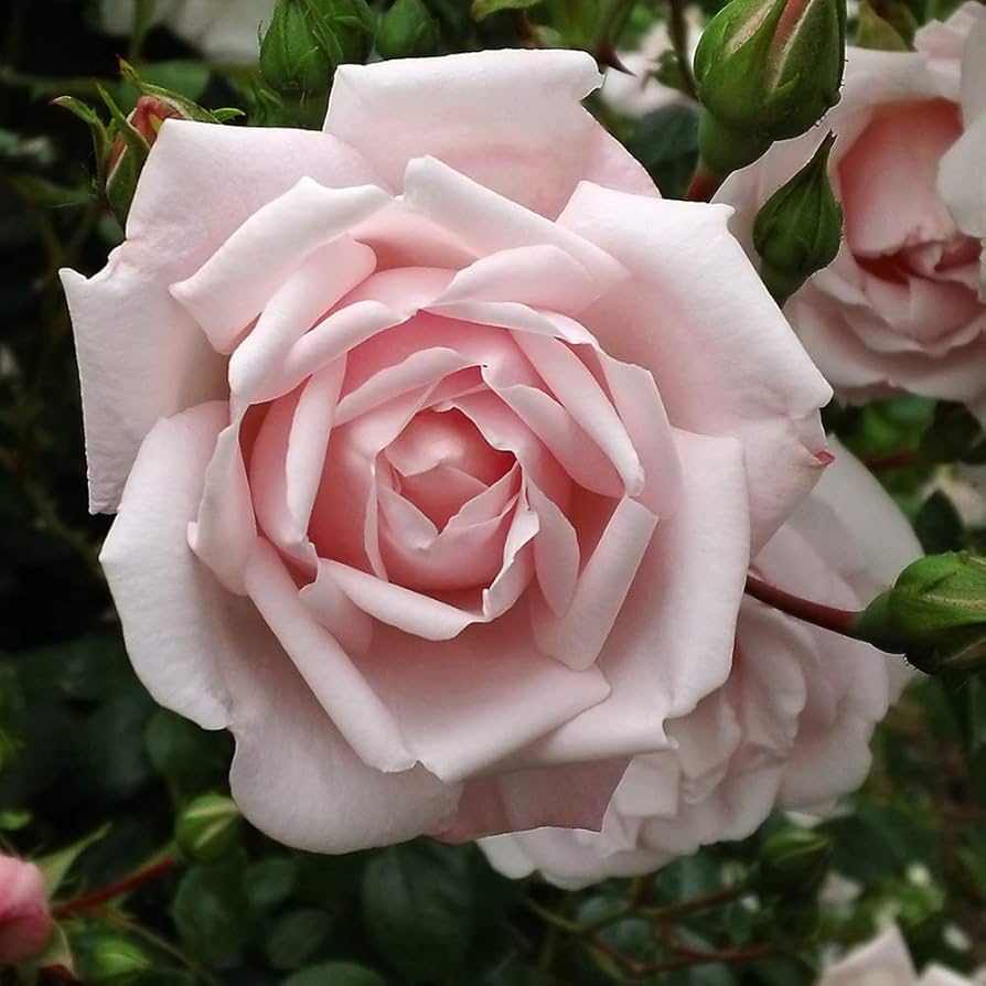 Amazon.com : Heirloom Roses Climber Rose Plant - New Dawn Pink Rose Bush,  Climbing Roses Live Plant for Planting Outdoors : Patio, Lawn & Garden