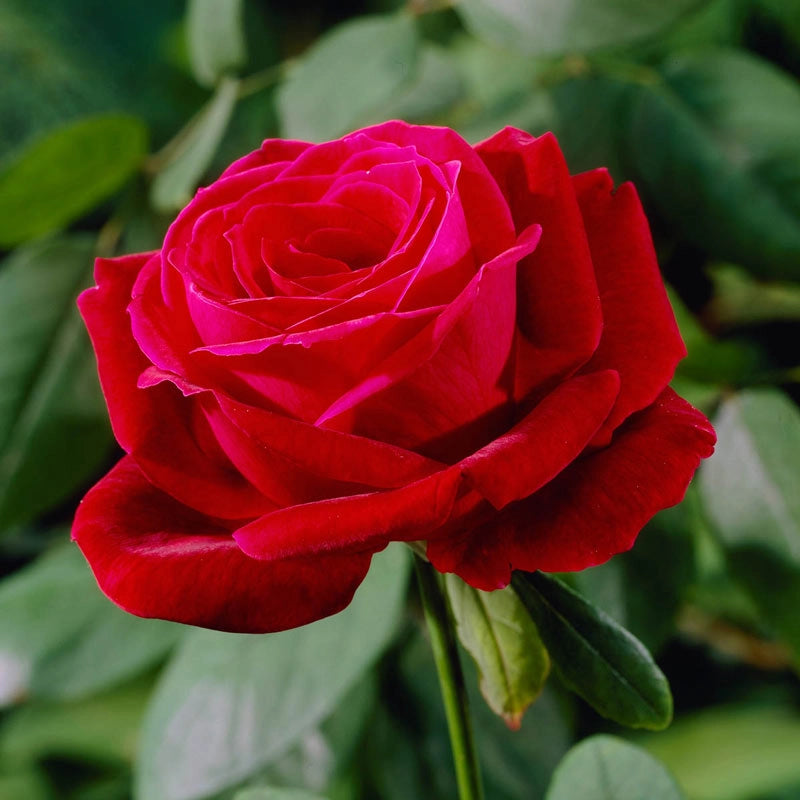 Mister Lincoln Hybrid Tea Rose - Shop Roses | Spring Hill Nurseries –  Spring Hill Nursery