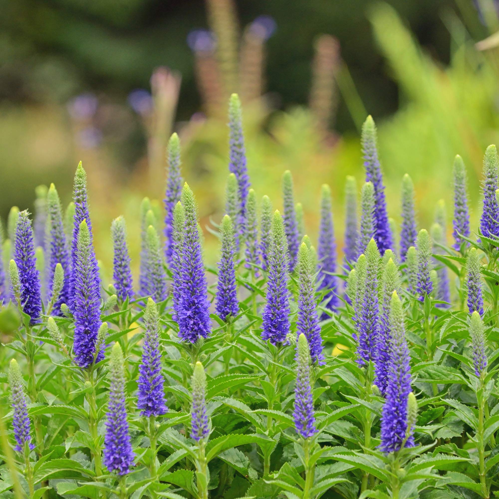 Outsidepride 2000 Seeds Perennial Veronica Spiked Speedwell Flower Seeds  for Planting