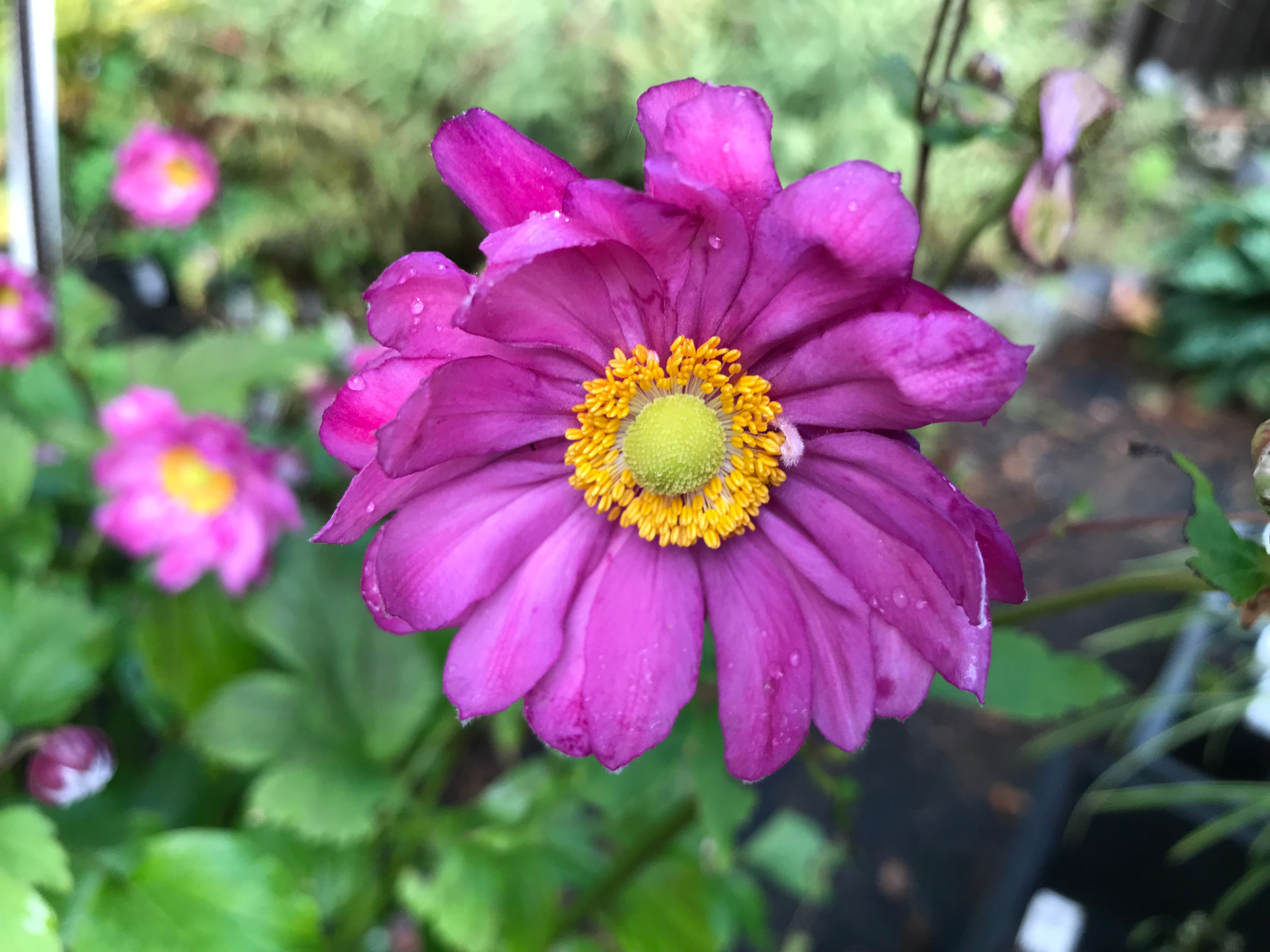 Anemone japonica 'Curtain Call Deep Rose'