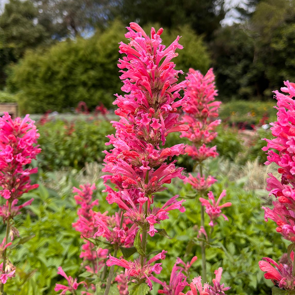 Agastache 'Pink Pearl' - The Diggers Club