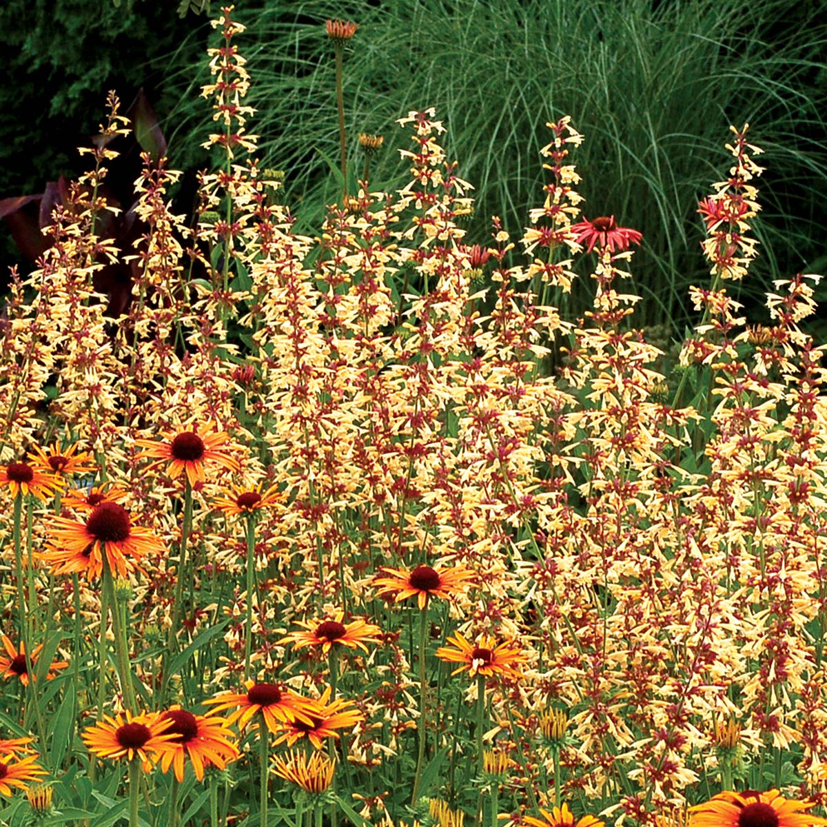 Agastache 'Summer Glow' | TERRA NOVA® Nurseries, Inc.