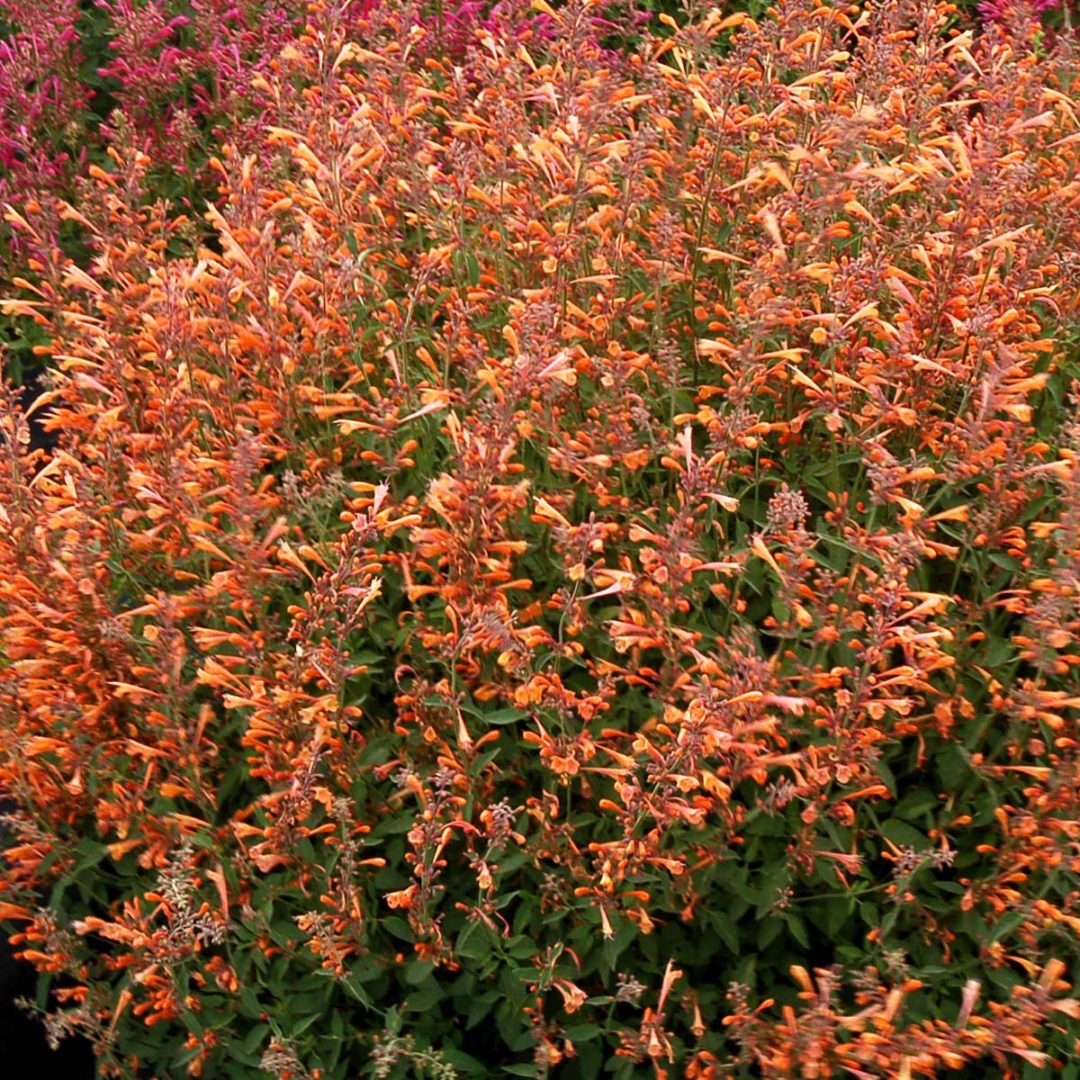 Agastache 'Summer Sunset' | TERRA NOVA® Nurseries, Inc.