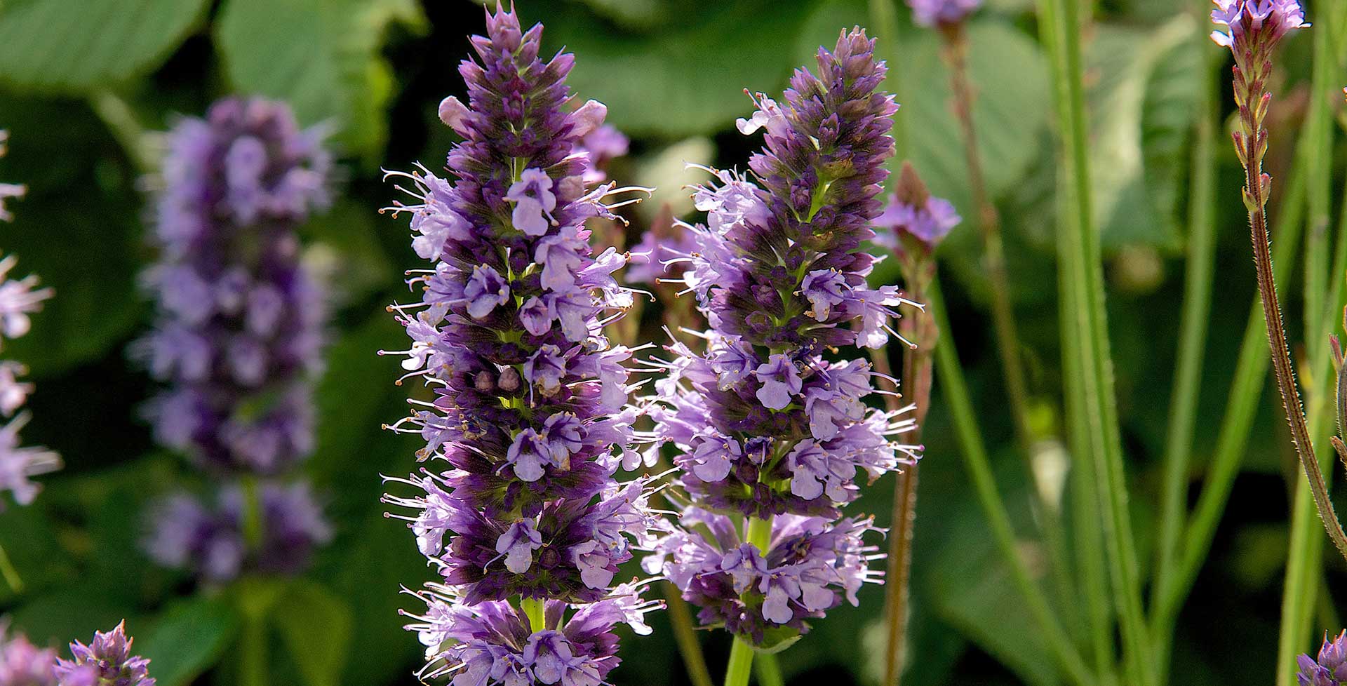 Transform Your Garden with These Show-Stopping Agastache Varieties