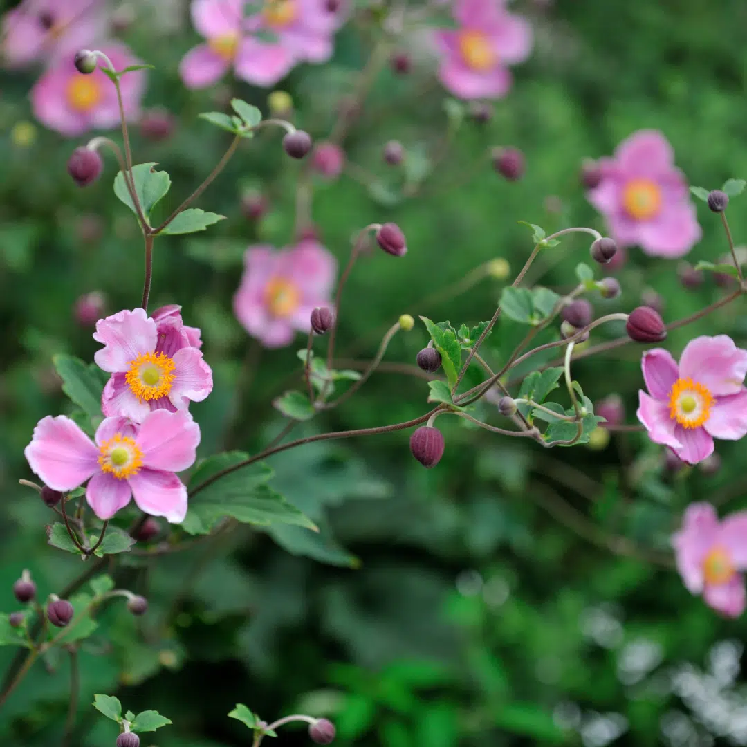 Anemone Hybrida Hadspen Abundance (Herfstanemoon)