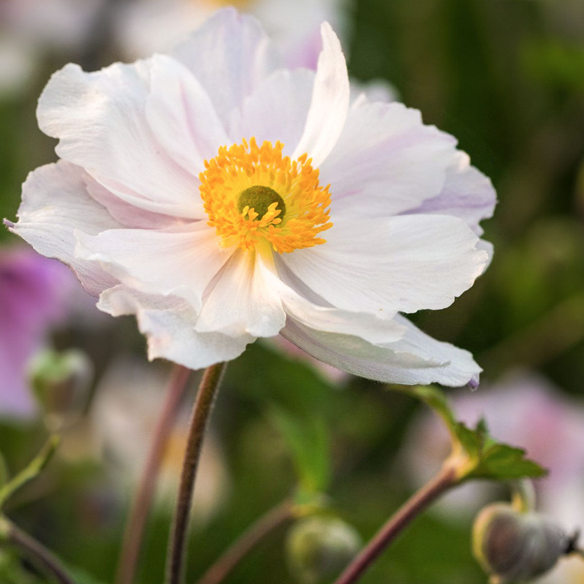 Anemone x hybrida 'Dreaming Swan' – Barnsdale Gardens