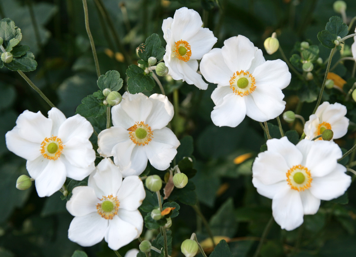 Anemone 'Honorine Jobert' – Wisconsin Horticulture