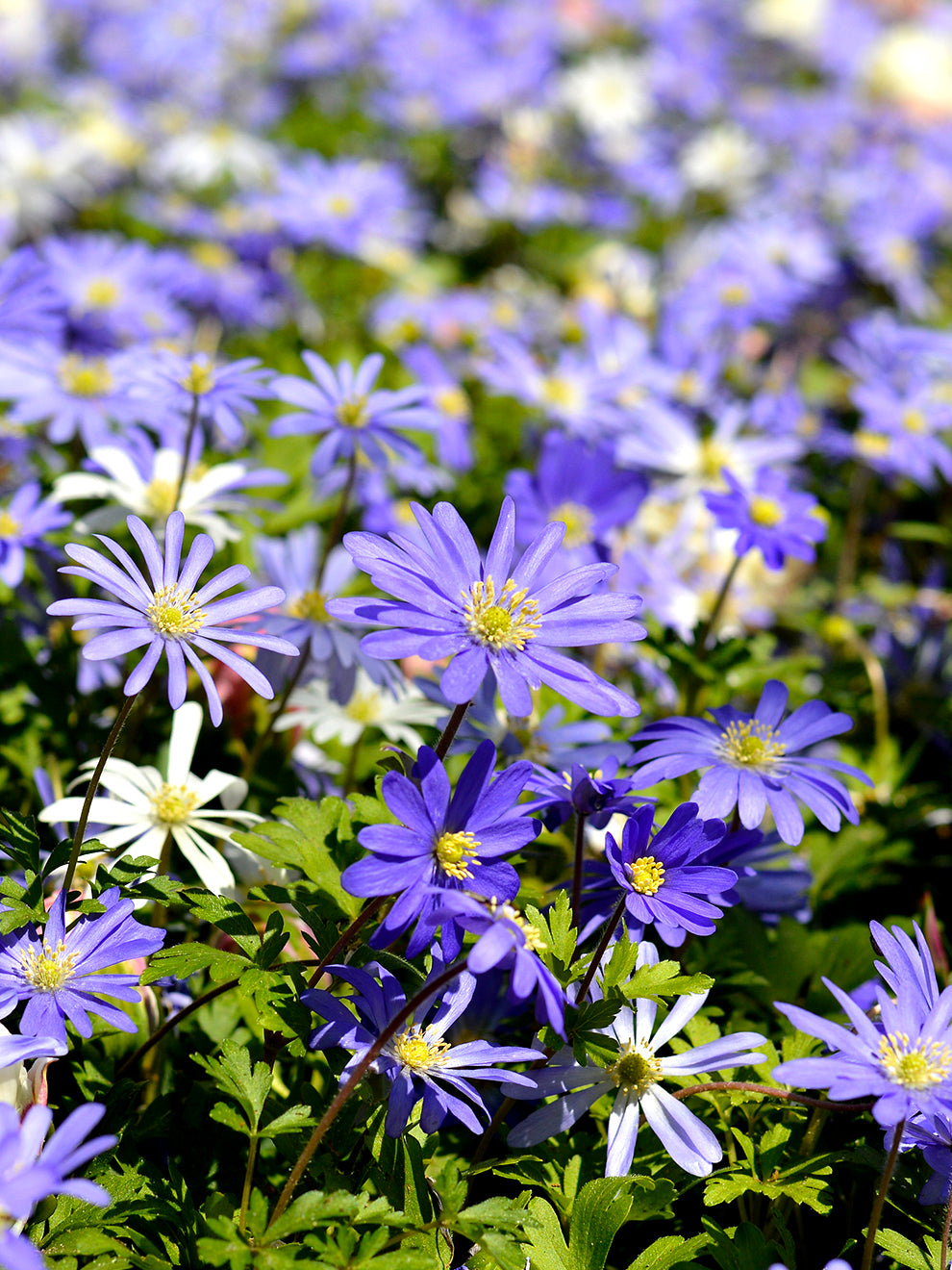 Anemone Blanda Blue Shades | DutchGrown® | Order Fresh from the Farm