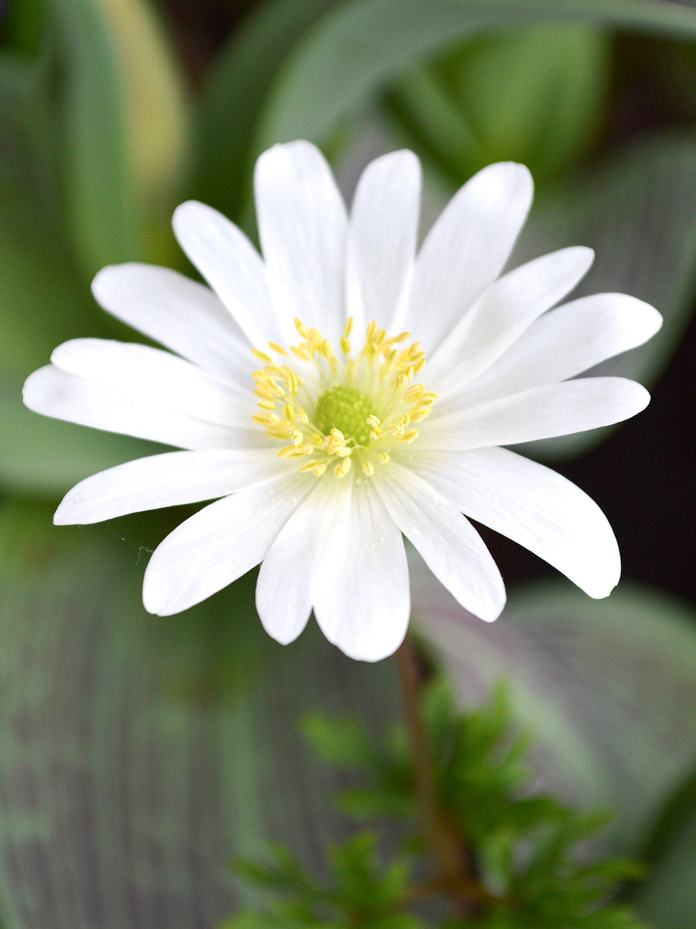 Anemone Blanda White Splendour | DutchGrown™ | Easy Ordering Online