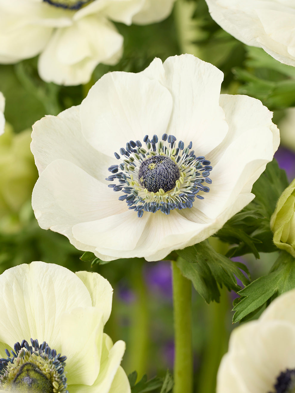 Anemone Galilee White | DutchGrown™ | Top Quality | Buy Online