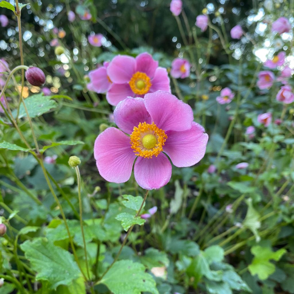 Anemone x hybrida 'September Charm' - Midwest Groundcovers, LLC