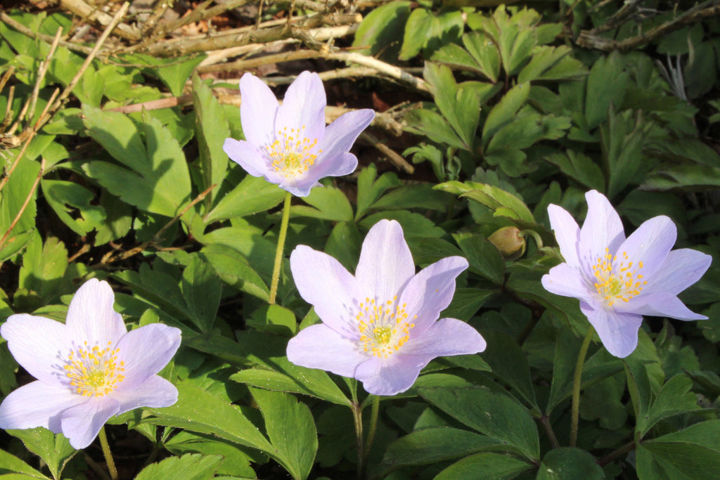 Anemone nemorosa 'Robinsoniana' – Ballyrobert Gardens