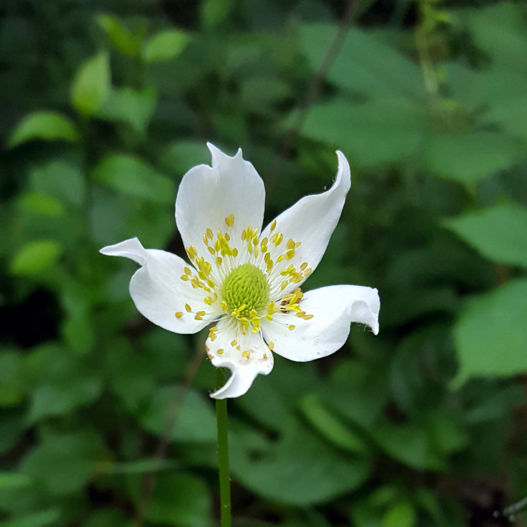 Buy Anemone virginiana | Unrivaled Perennials – Black Sheep Perennials