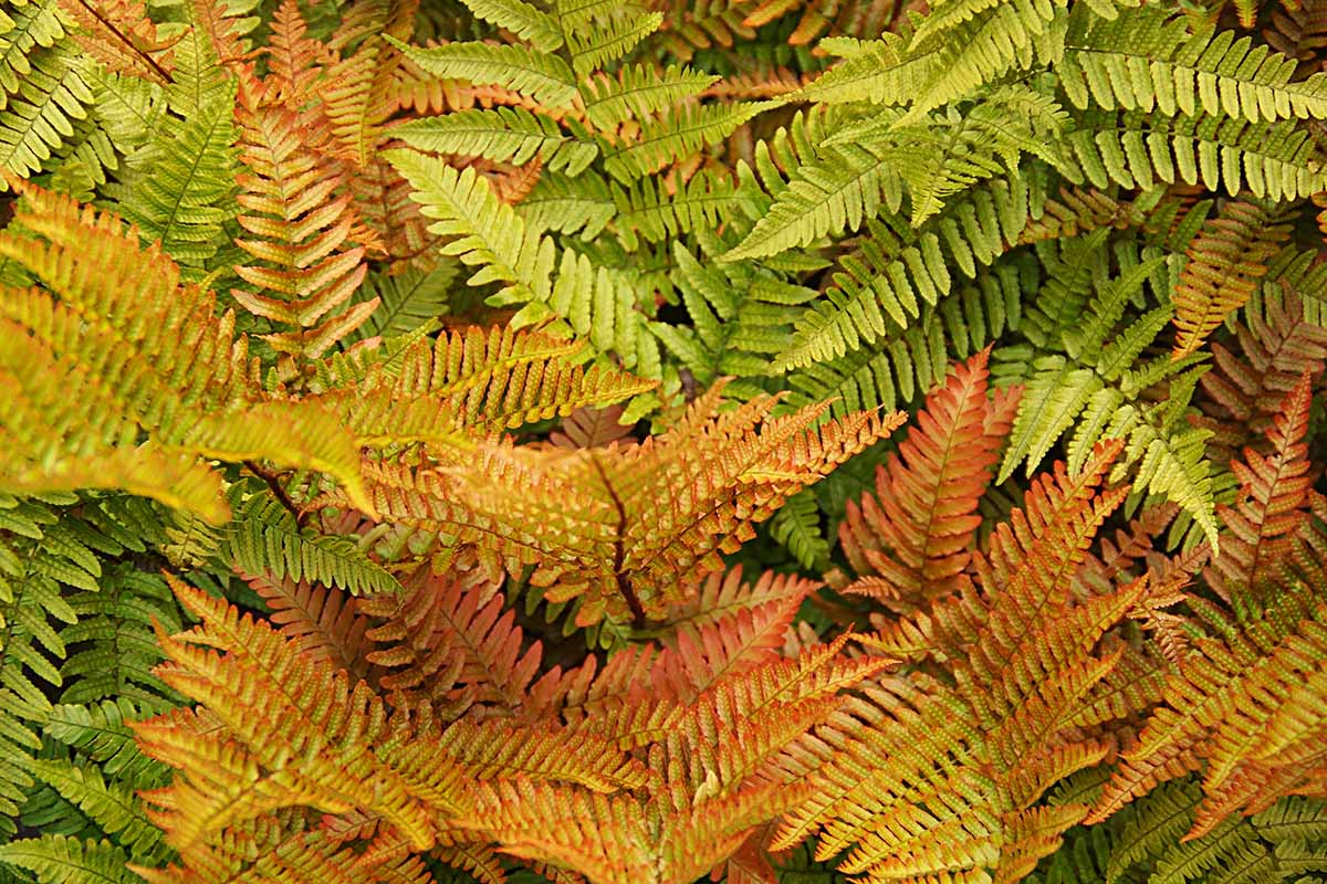 How to Grow Autumn Ferns | Gardener's Path