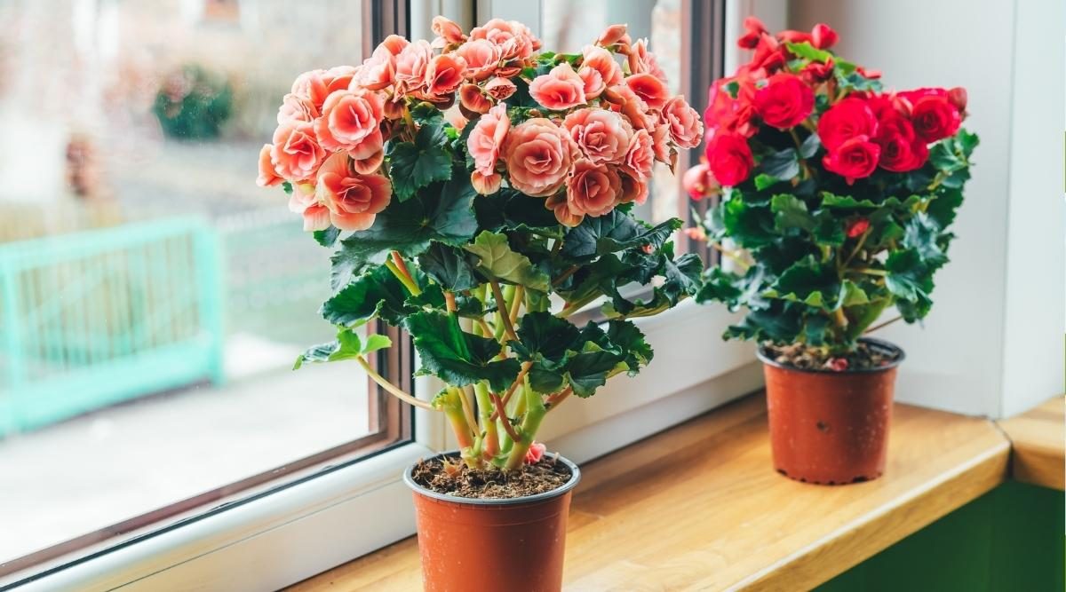 A Year-Round Guide to Begonia Care and Maintenance [UK] - The Arches