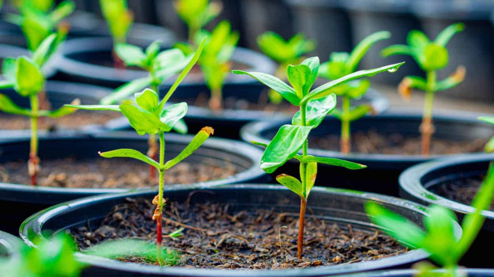 Chrysanthemum Guide: How to Plant, Grow, and Care for Mums