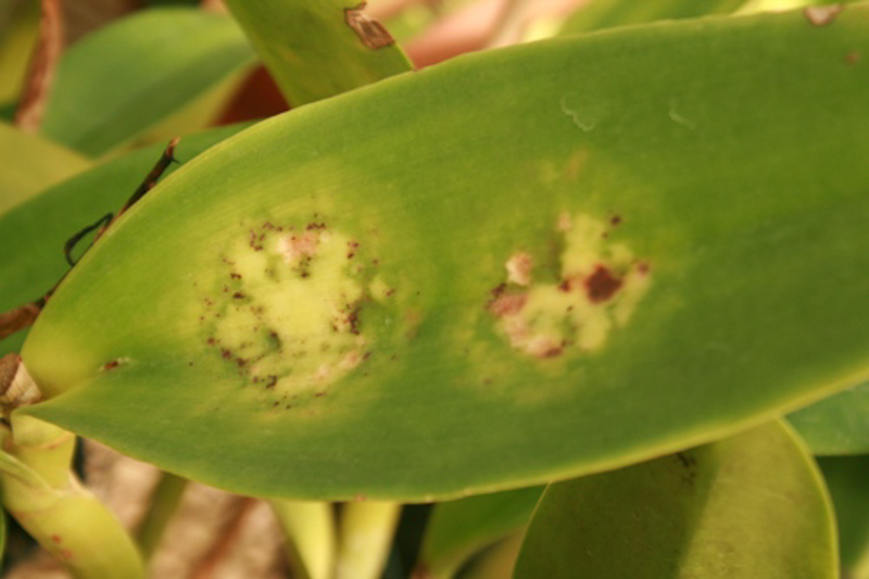 Images of Leaf Spots on Orchids