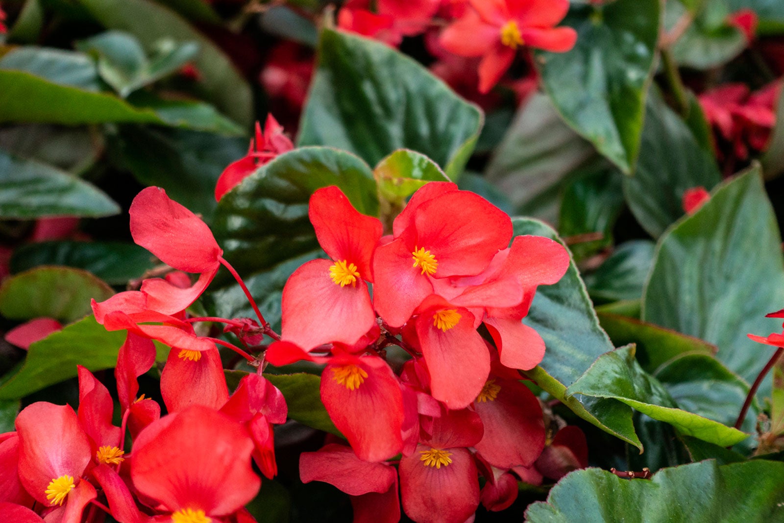 How to Plant, Grow, and Care for Begonias