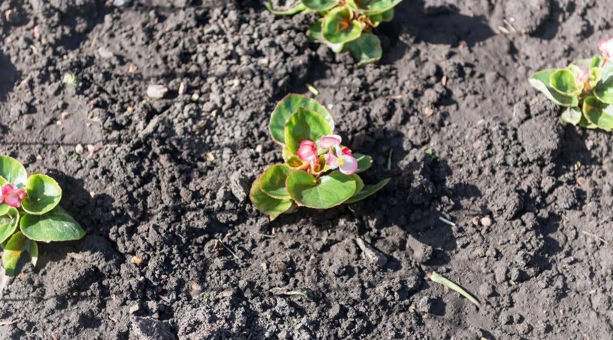 Fertilized Soil Used for Growing Flowers