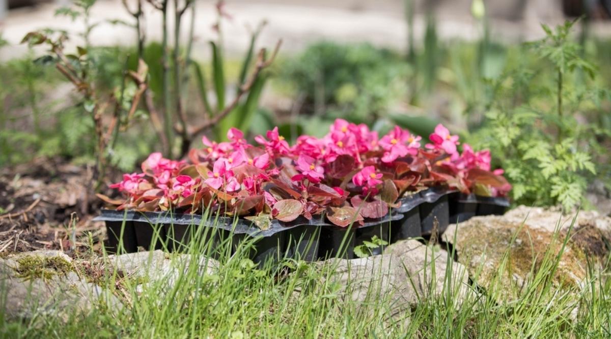 How to Plant, Grow, and Care For Begonias