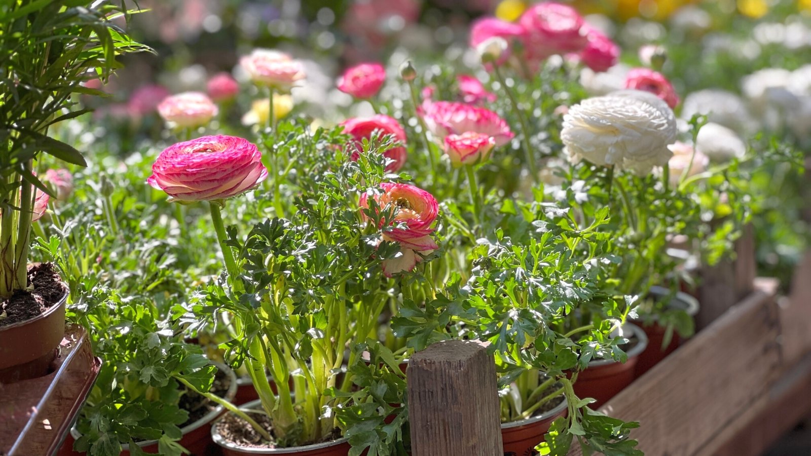 11 Tips for Growing Beautiful Ranunculus in Pots