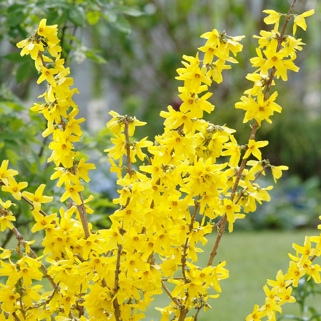 Forsythia Dwarf Mini Gold | J Parker Dutch Bulbs