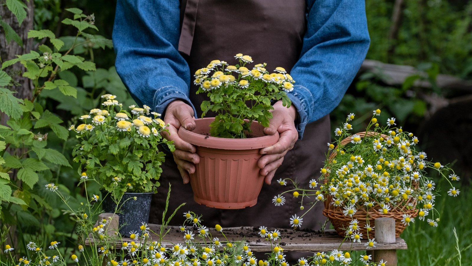 How to Repot Chrysanthemums in 9 Easy Steps