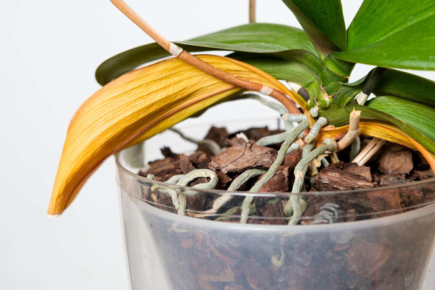 11 Reasons You See Yellow Leaves on Orchids