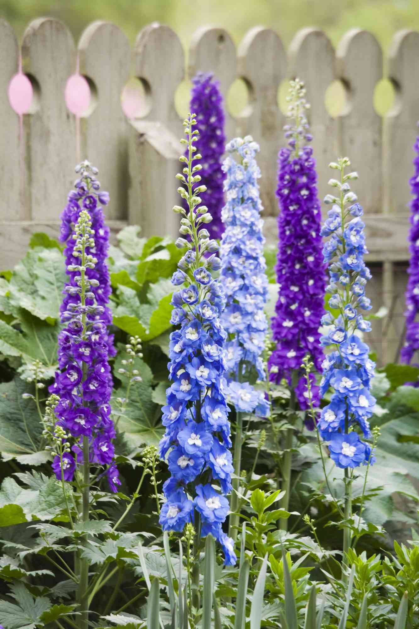 10 Flowers You Can Plant During the Winter