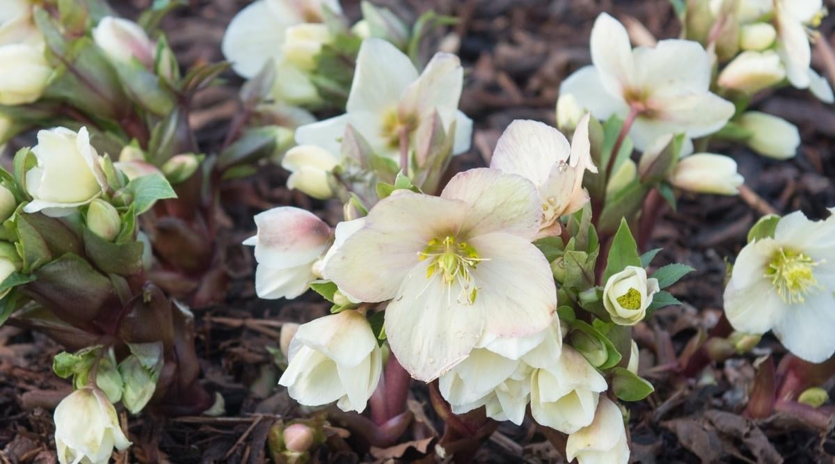 How to Grow Hellebore in Pots or Containers