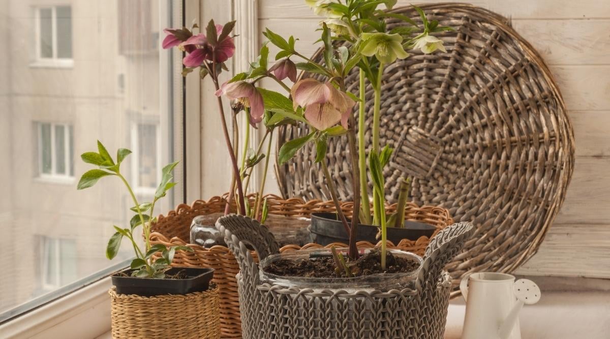 How to Plant, Grow, and Care For Hellebore