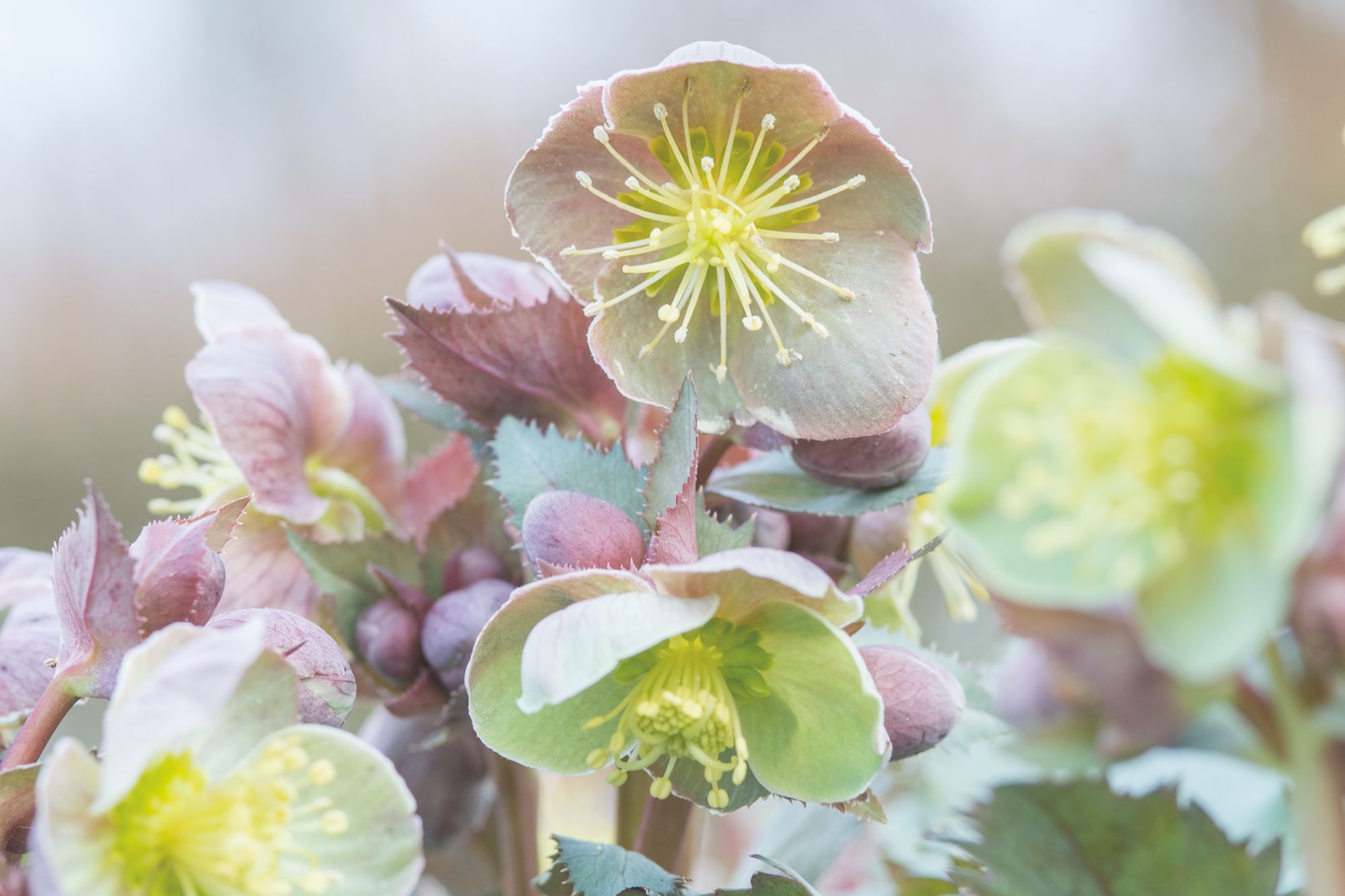 How to plant, care for and sow hellebores