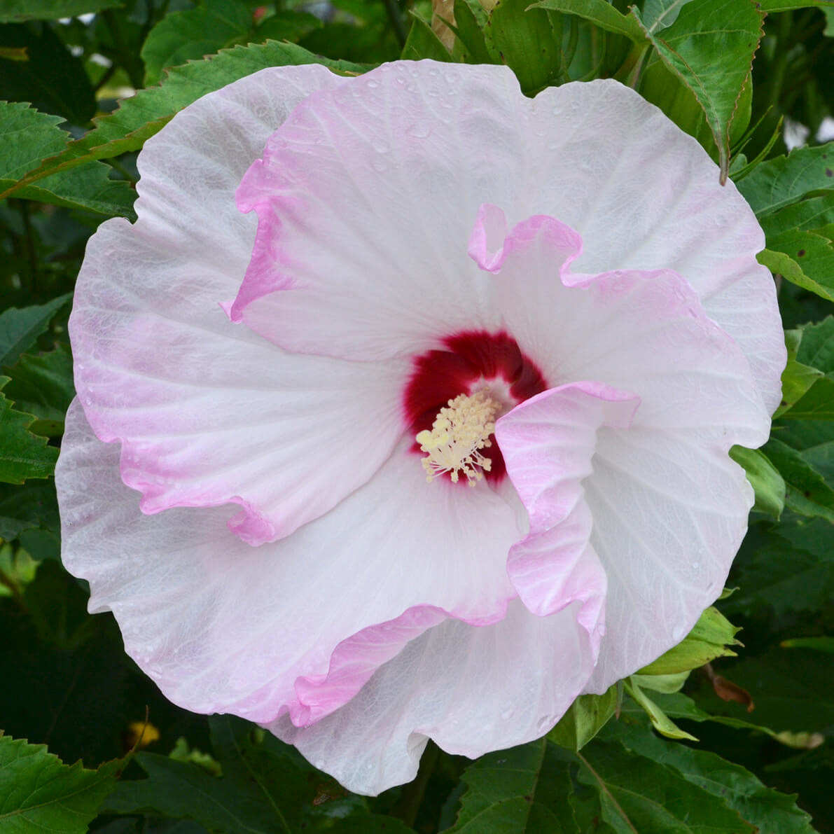 Hibiscus 'Ballet Slippers' (Rose Mallow): All You Need To Know