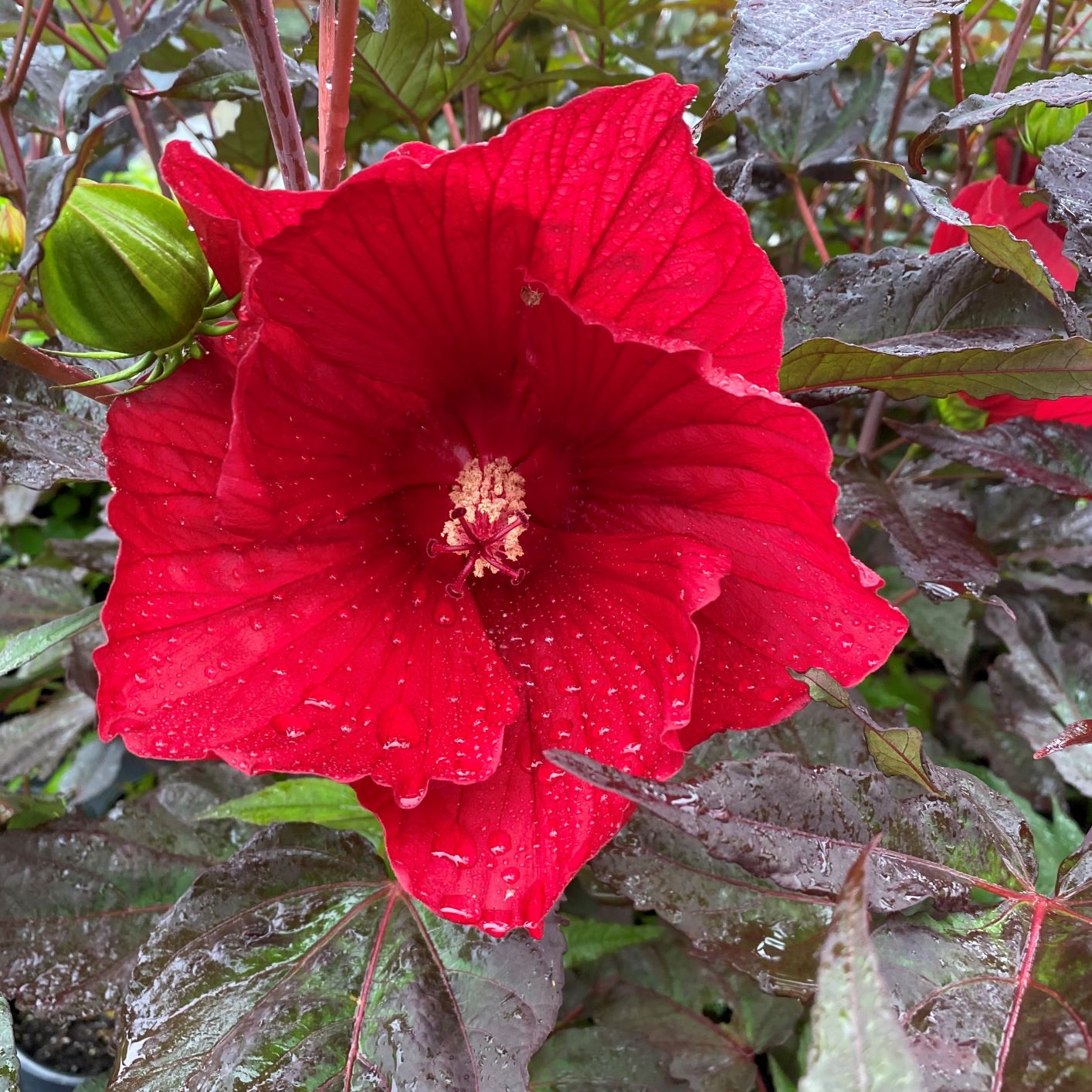 Hibiscus 'Midnight Marvel' PP#24,079 - Cavano's Perennials