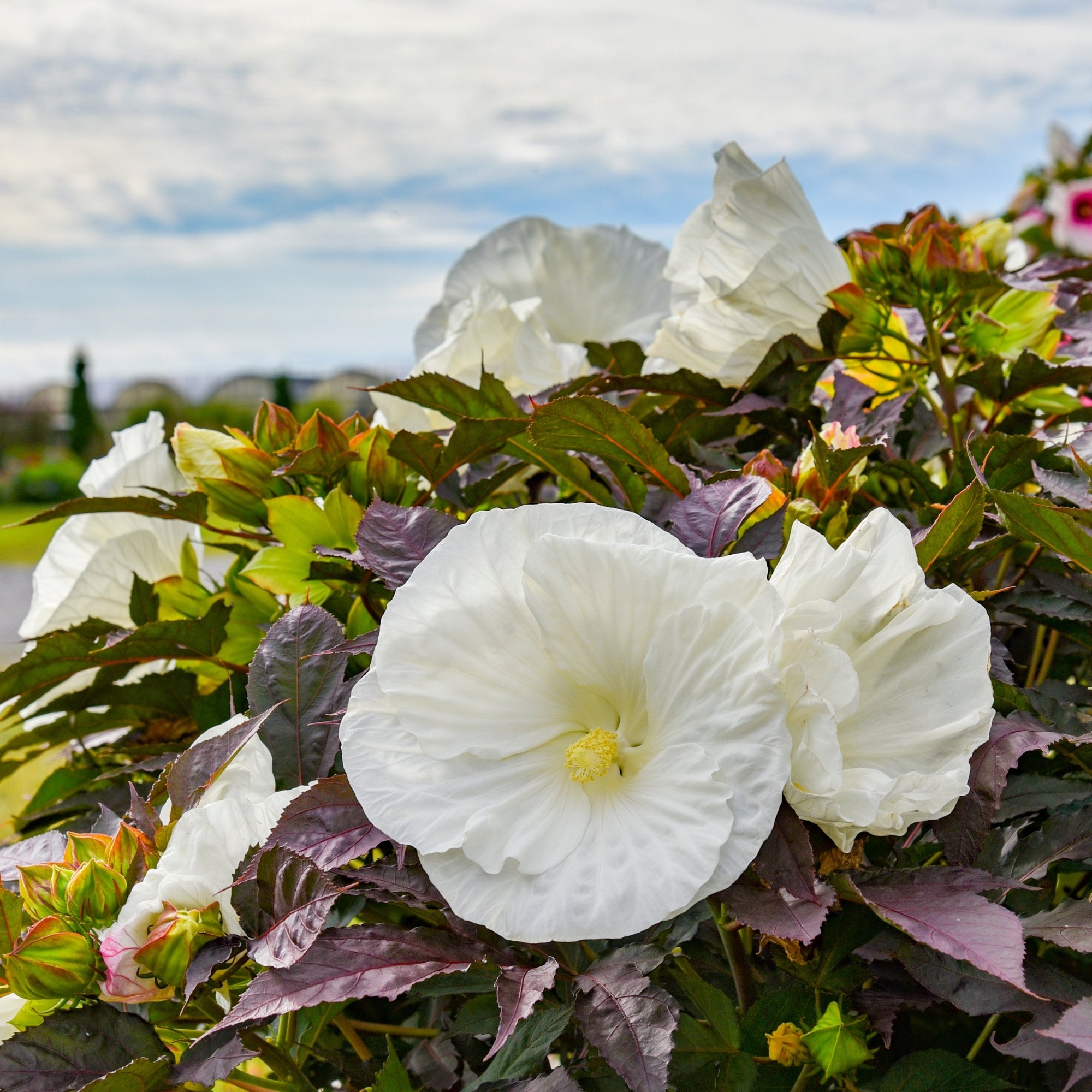 SUMMERIFIC® Cookies and Cream Rose Mallow – Jardineries Botanix