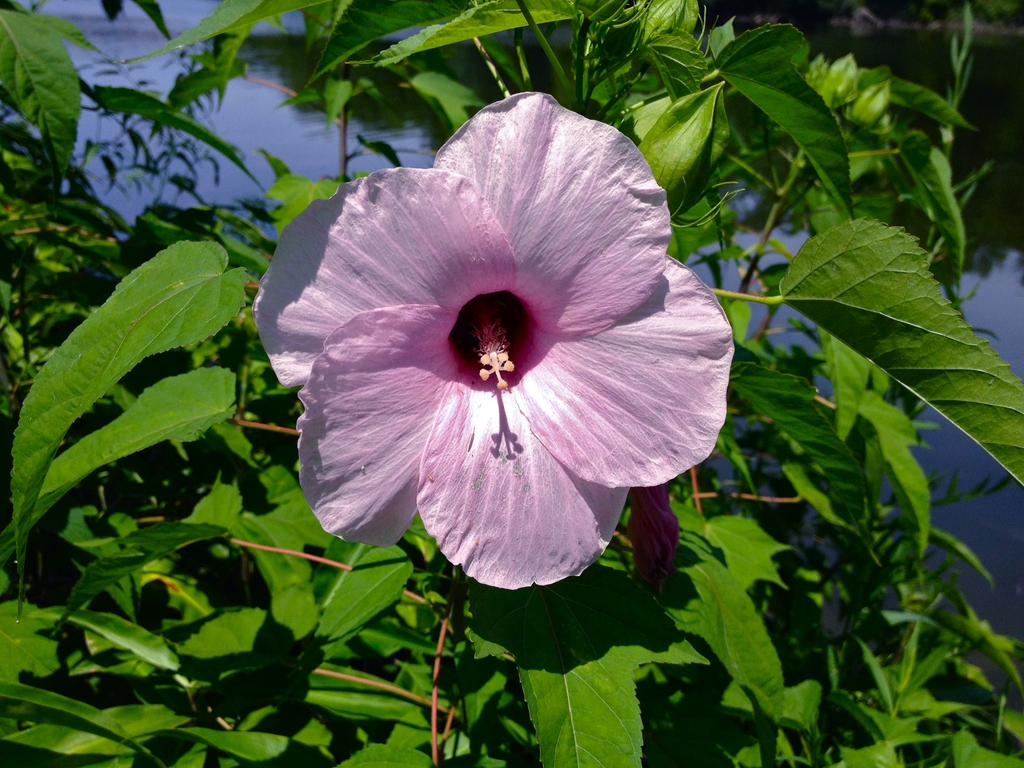 Hibiscus laevis (Halberdleaf Hibiscus, Halberdleaf Rosemallow,  Halberd-leaved Hibiscus, Halberd-leaved Rose-mallow, Scarlet Rose Mallow,  Smooth Rose-mallow) | North Carolina Extension Gardener Plant Toolbox