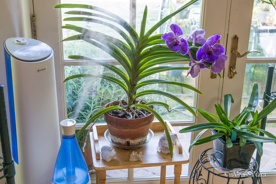 Part 2: The quest for indoor humidity for orchids: creating a small,  practical cloud forest