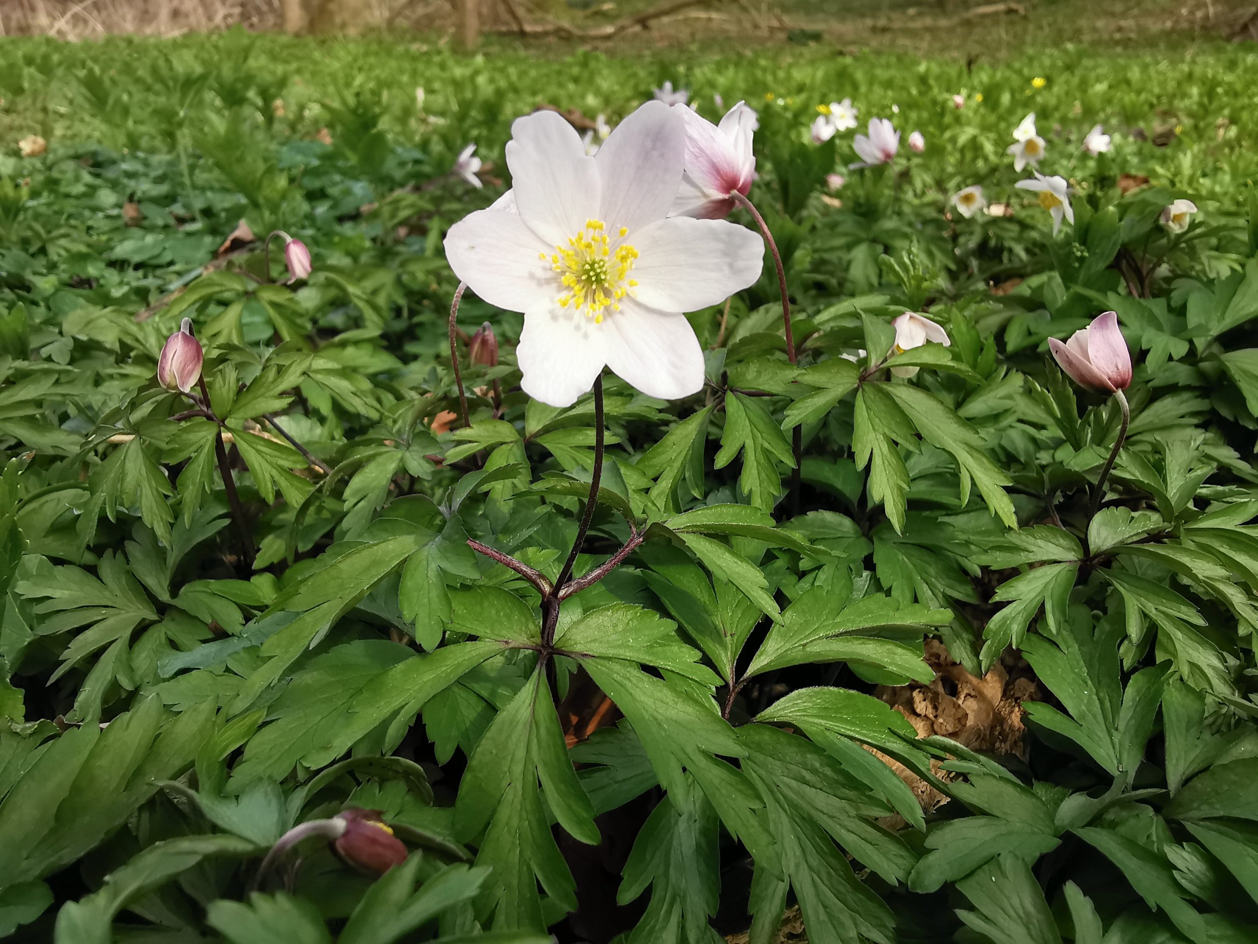 Wood Anemone (Anemone nemorosa) - Wilkes Walks