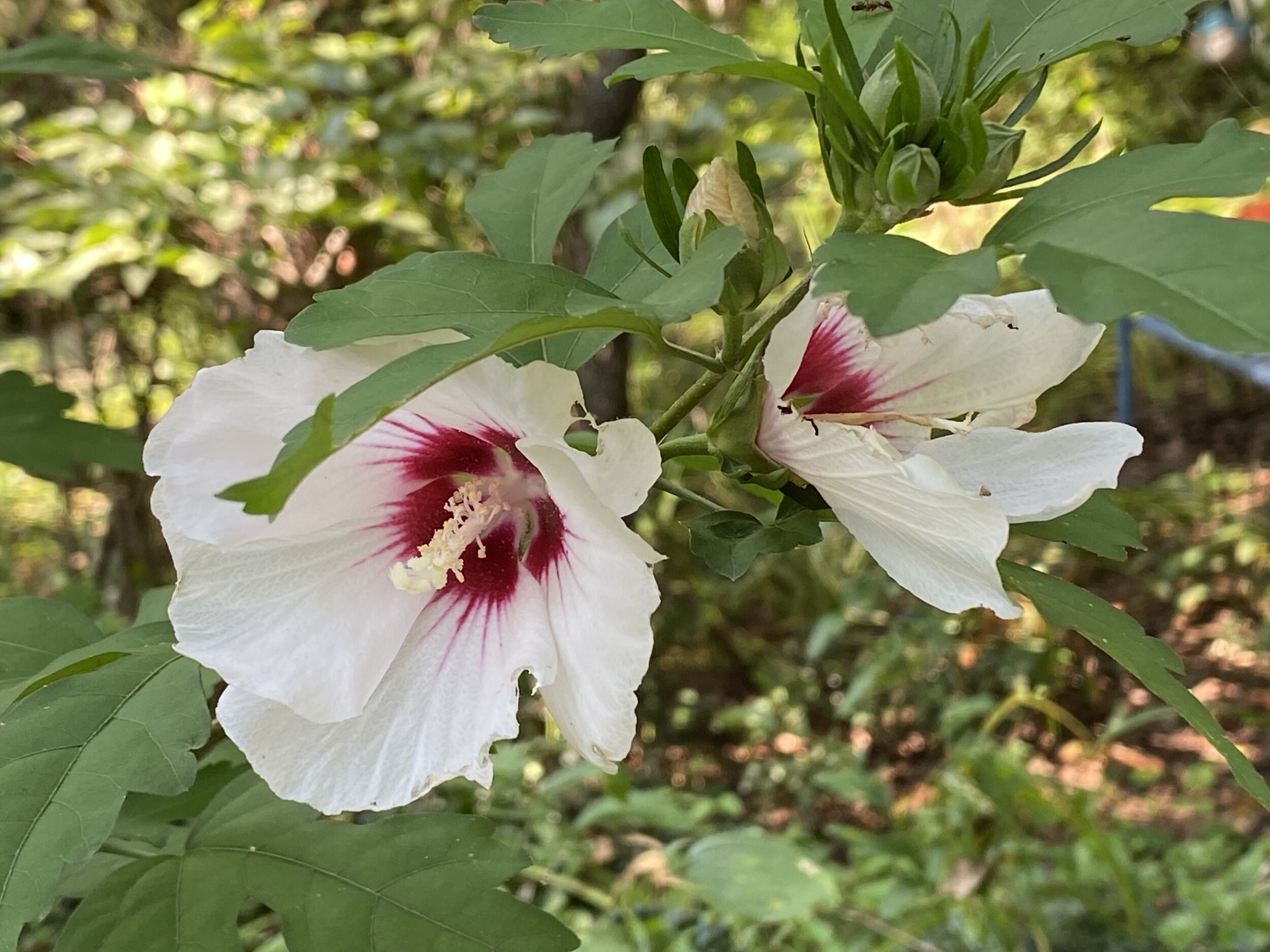 Rose Mallow — Home Sweet Bees